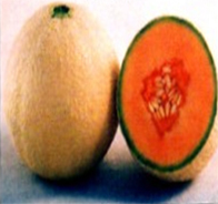 Muskmelon Seed Manufacturer Supplier Wholesale Exporter Importer Buyer Trader Retailer in Ahmednagar Maharashtra India